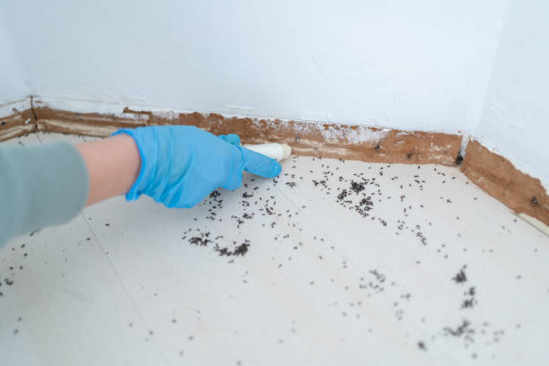 Best Termite Control Services  in Ardmore, PA